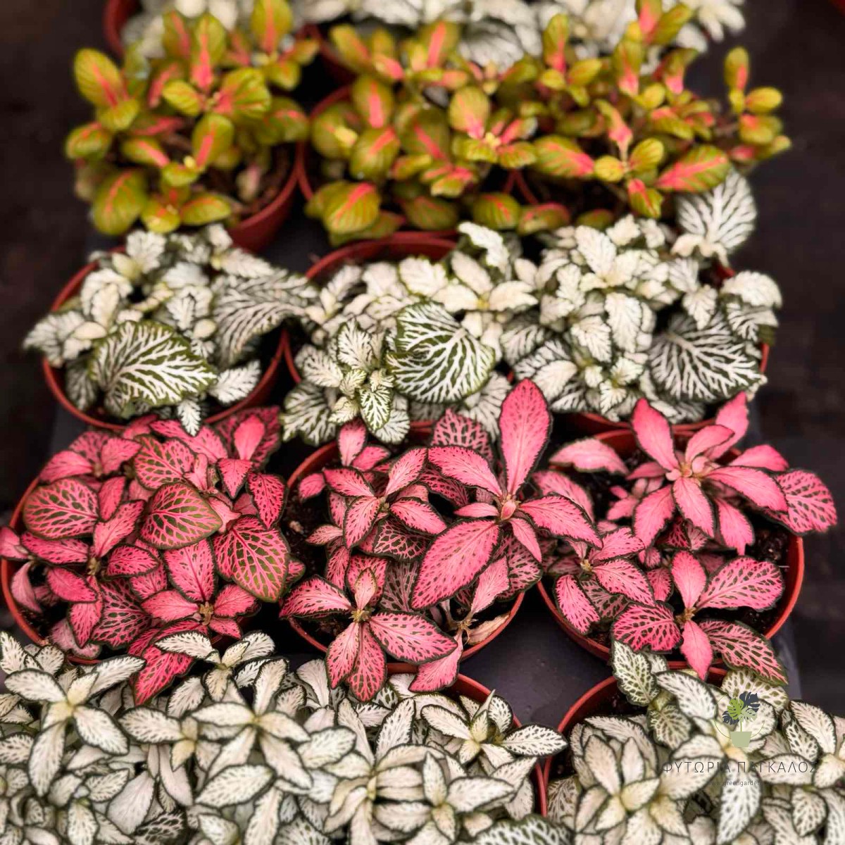 Φυτώνια (Fittonia spp.) - 2